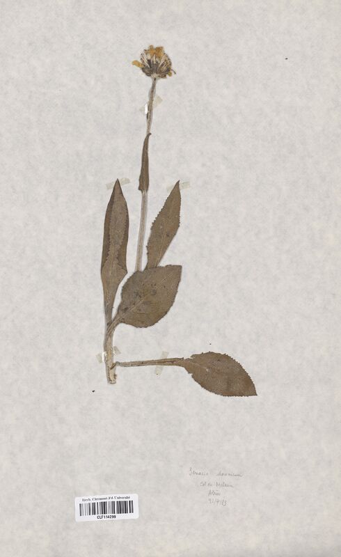 Senecio doronicum (Asteraceae)