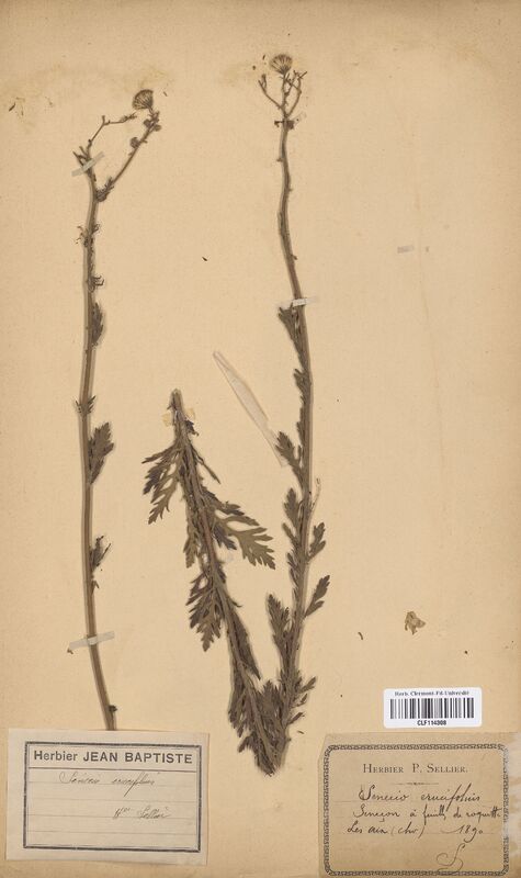 Senecio erucaefolius (Asteraceae)
