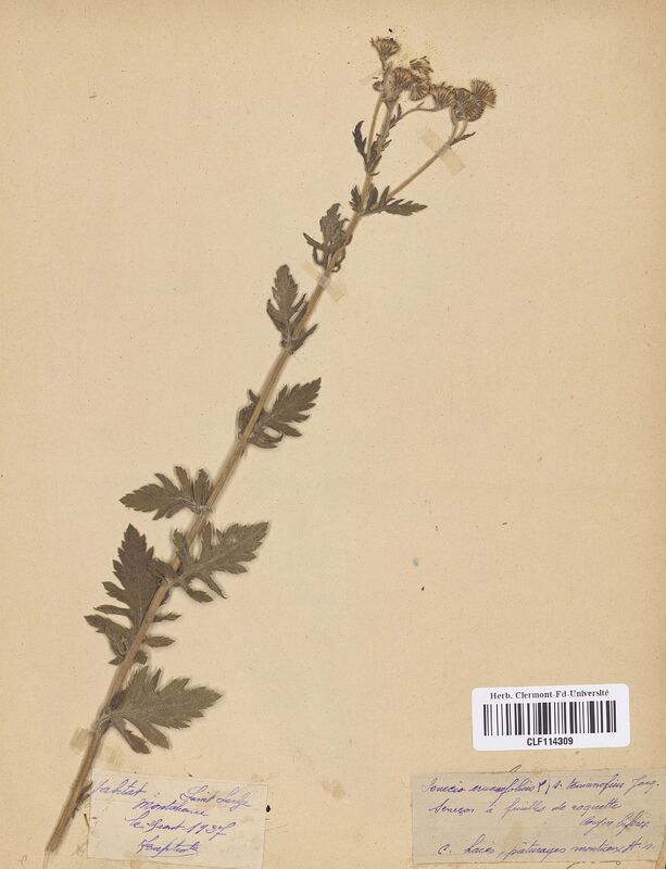 Senecio erucaefolius (Asteraceae)