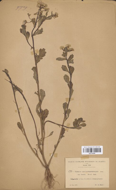 Senecio leucanthemifolius (Asteraceae)