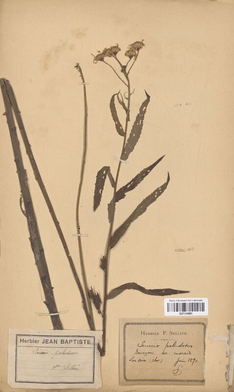 Senecio paludosus (Asteraceae)