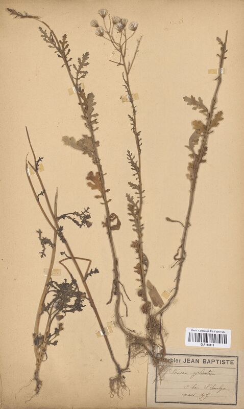 Senecio sylvaticus (Asteraceae)
