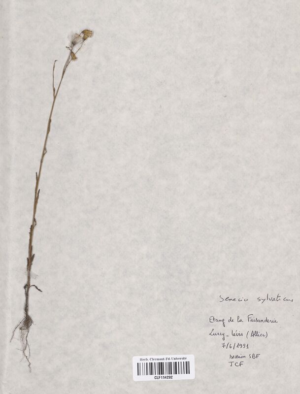 Senecio sylvaticus (Asteraceae)