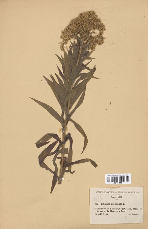 Solidago canadensis (Asteraceae)