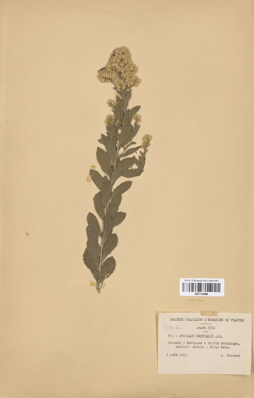 Solidago nemoralis (Asteraceae)