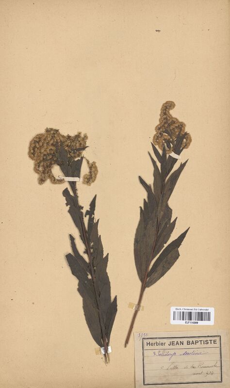Solidago serotina (Asteraceae)