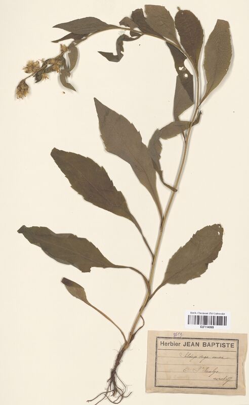 Solidago virga-aurea (Asteraceae)