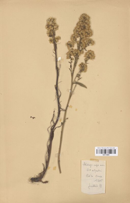 Solidago virga-aurea (Asteraceae)