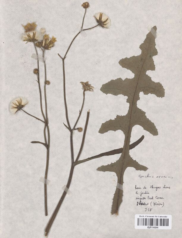 Sonchus arvensis (Asteraceae)