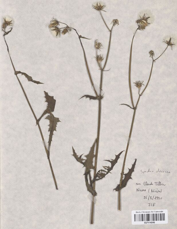 Sonchus oleracea (Asteraceae)