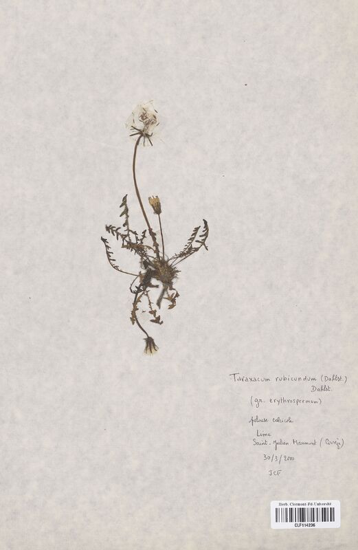 Taraxacum rubicundum (Asteraceae)