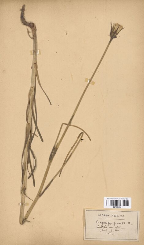 Tragopogon pratensis (Asteraceae)