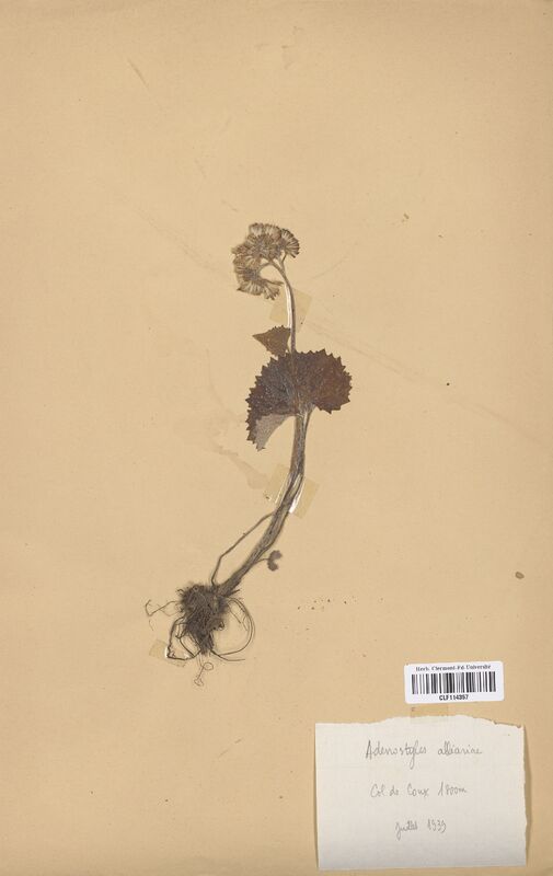 Adenostyla alliaria (Asteraceae)