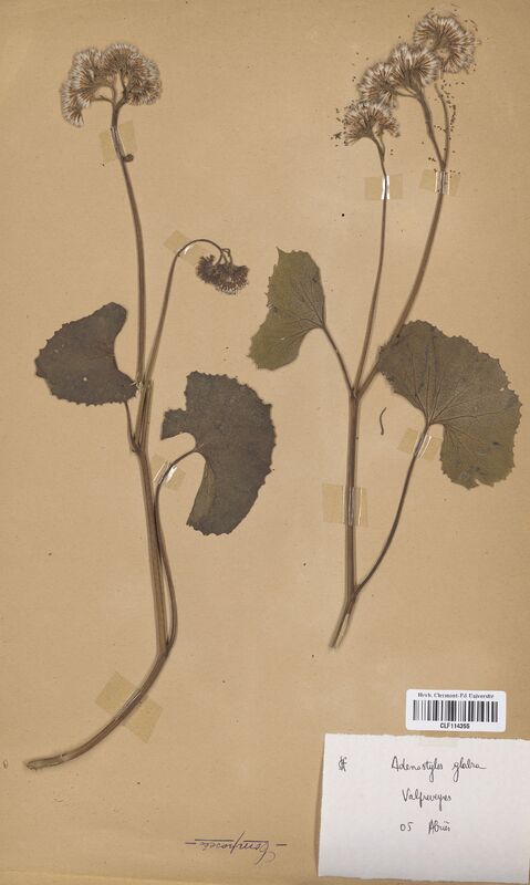 Adenostyles glabra (Asteraceae)