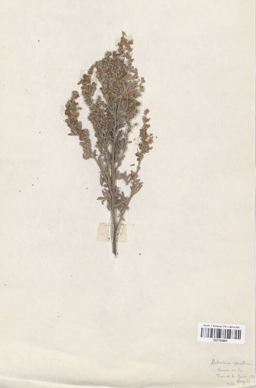 Artemisia absinthium (Asteraceae)