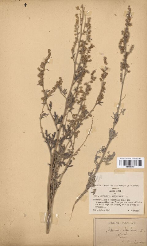 Artemisia absinthium (Asteraceae)