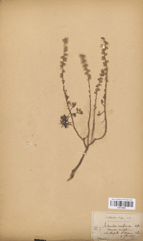 Artemisia camphorata (Asteraceae)