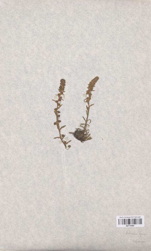 Artemisia genepi (Asteraceae)