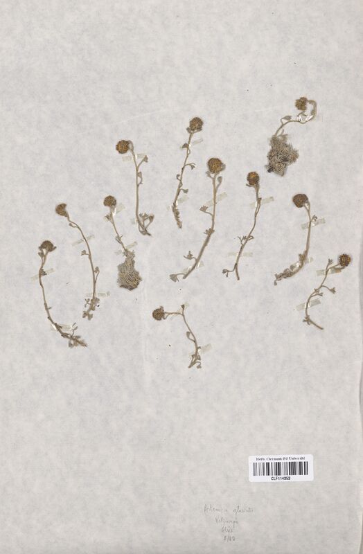 Artemisia glacialis (Asteraceae)