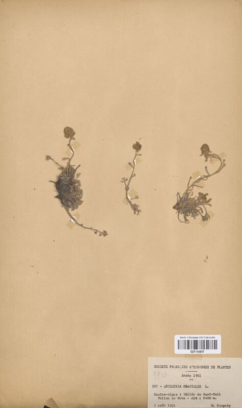 Artemisia glacialis (Asteraceae)