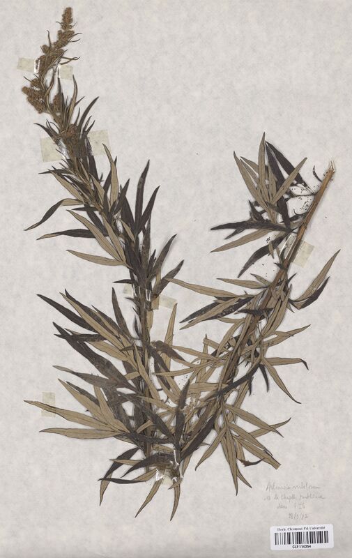 Artemisia verlotorum (Asteraceae)
