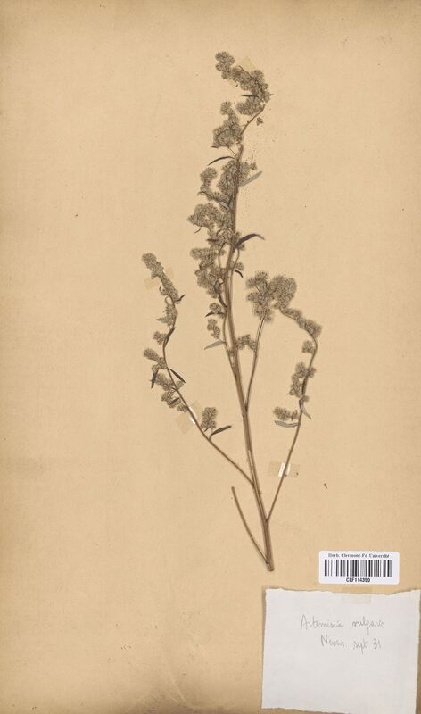 Artemisia vulgaris (Asteraceae)
