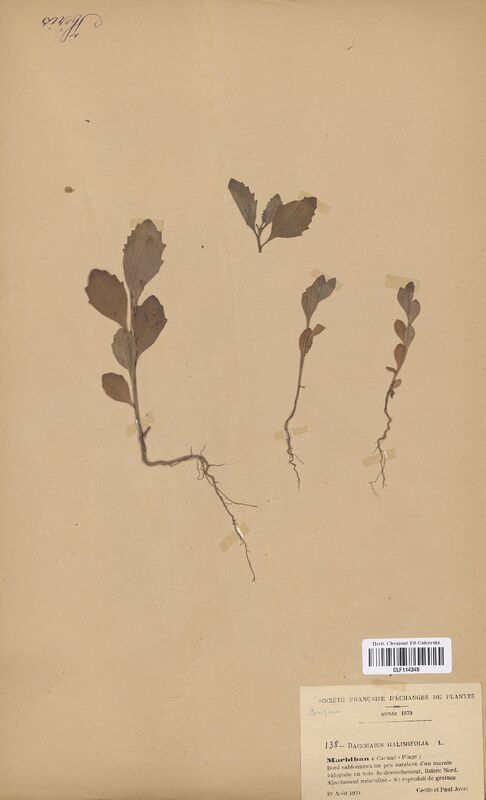 Baccharis halimifolia (Asteraceae)