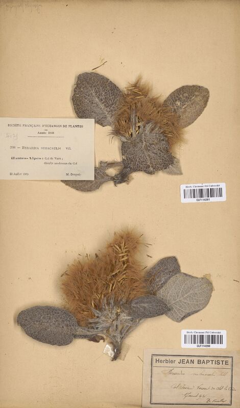 Berardia subacaulis (Asteraceae)