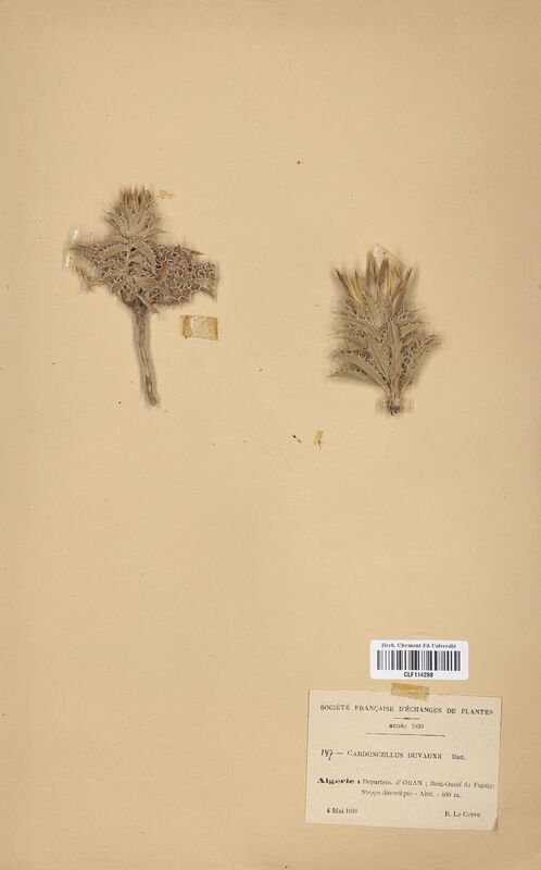 Carduncellus devauxii (Asteraceae)