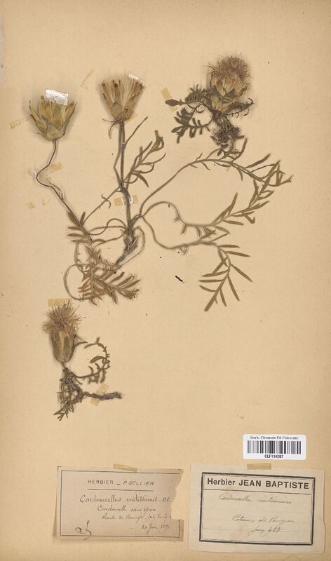 Carduncellus mitissimus (Asteraceae)