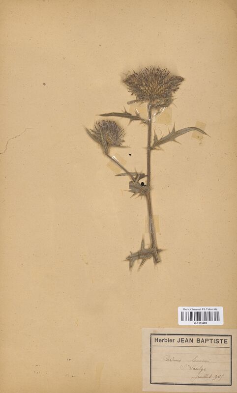 Carduus lanatus (Asteraceae)