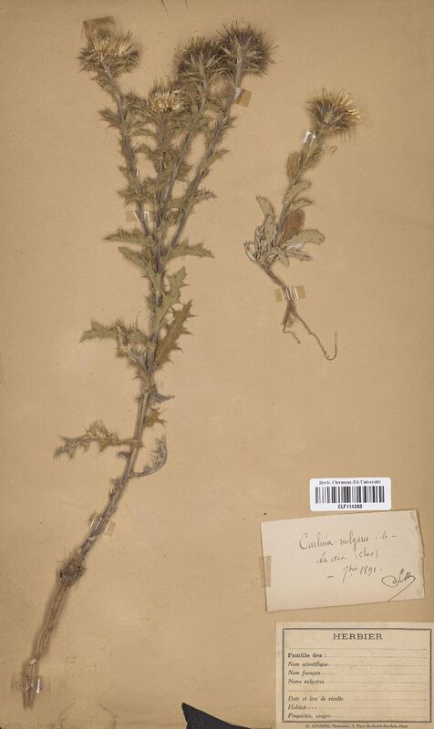 Carlina vulgaris (Asteraceae)