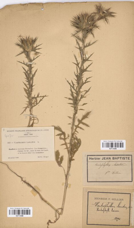 Carthamus lanatus (Asteraceae)