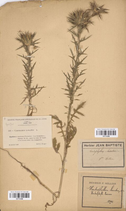 Carthamus lanatus (Asteraceae)
