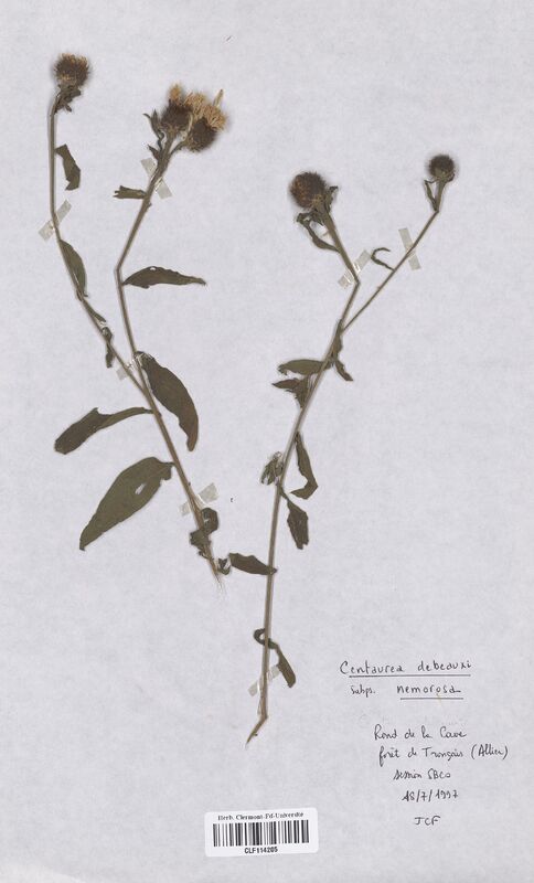 Centaurea debeauxii nemoralis (Asteraceae)