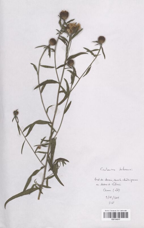 Centaurea debeauxii (Asteraceae)