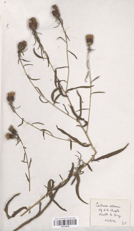 Centaurea debeauxii (Asteraceae)
