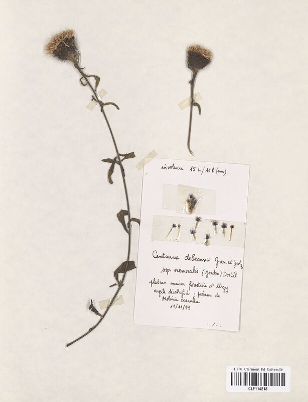 Centaurea debeauxii nemorosa (Asteraceae)