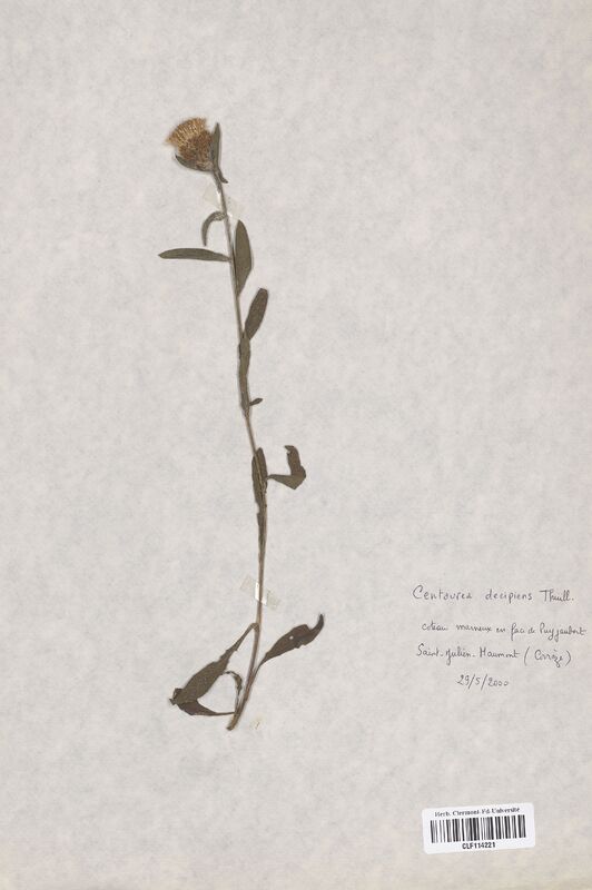 Centaurea decipiens (Asteraceae)