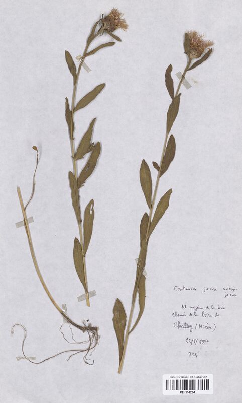 Centaurea jacea jacea (Asteraceae)