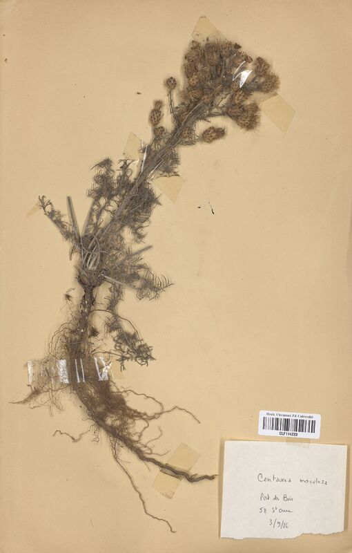 Centaurea maculosa (Asteraceae)