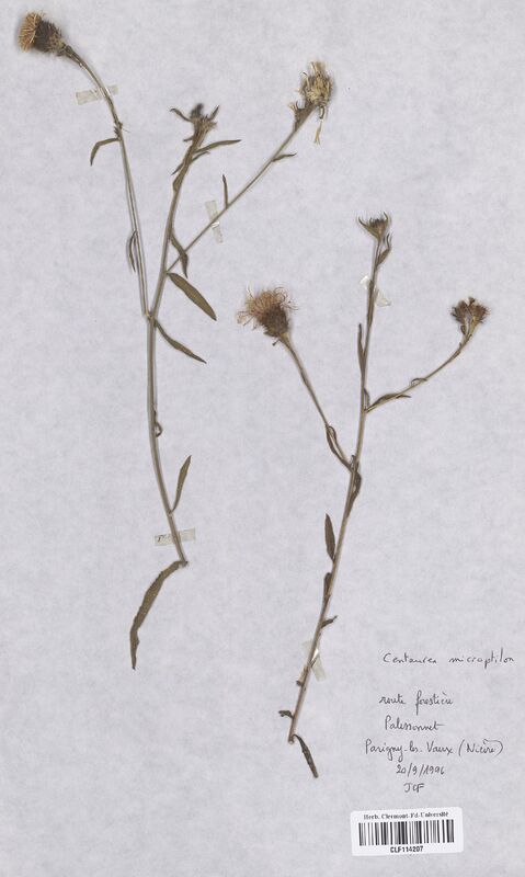 Centaurea microptilon (Asteraceae)