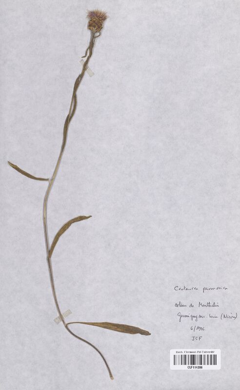 Centaurea pannonica (Asteraceae)