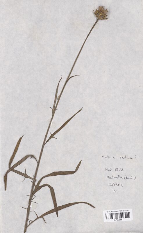 Centaurea scabiosa (Asteraceae)