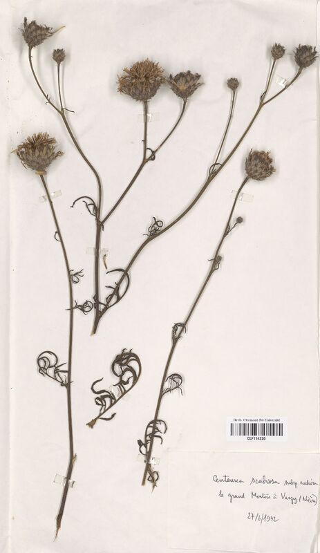 Centaurea scabiosa (Asteraceae)
