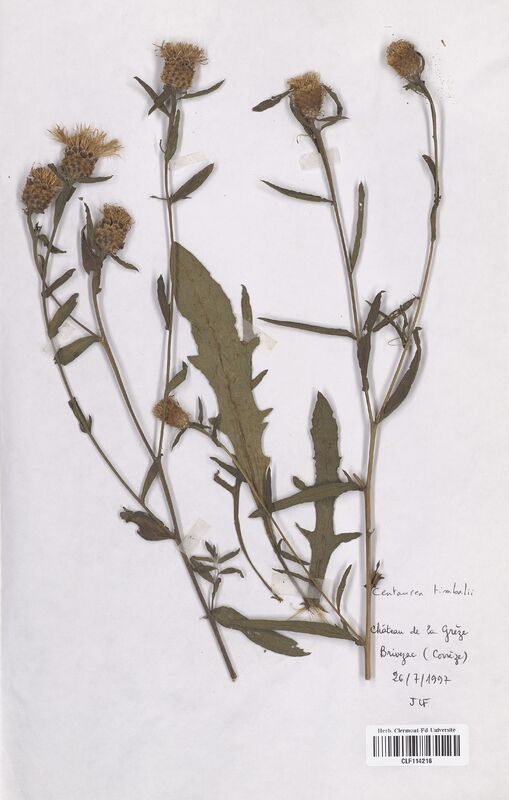Centaurea timbalii (Asteraceae)