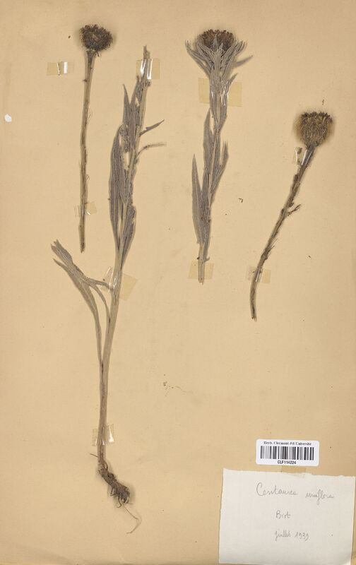 Centaurea uniflora (Asteraceae)