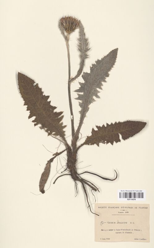 Cirsium anglicum (Asteraceae)