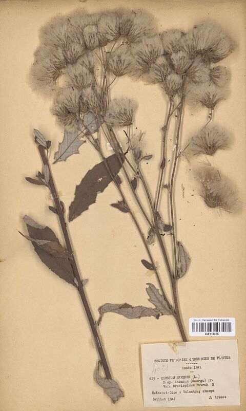 Cirsium arvense incanum (Asteraceae)