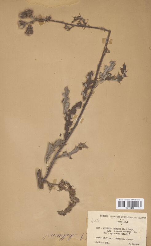 Cirsium arvense incanum (Asteraceae)